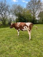 Fries roodbont stamboek koe, Dieren en Toebehoren, Vrouwelijk, 3 tot 6 jaar