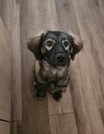 Lief teefje zoekt liefdevol en rustig thuis, Dieren en Toebehoren, Honden | Niet-rashonden, Particulier, Rabiës (hondsdolheid)