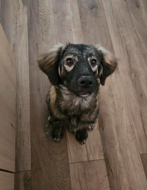 Lief teefje zoekt liefdevol en rustig thuis, Dieren en Toebehoren, Honden | Niet-rashonden, Middel, Teef, Particulier, Eén hond