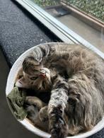 Kat halve main coone, Dieren en Toebehoren, Katten en Kittens | Overige Katten, Poes