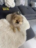 Pomeriaan pup 6 maanden, Dieren en Toebehoren, Particulier, Keeshond, 15 weken tot 1 jaar, Reu