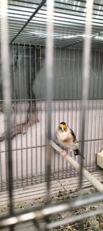 Majoor Putter pop faseato komt uit egelhad van 23, Dieren en Toebehoren, Vogels | Overige Vogels, Vrouwelijk, Wildzangvogel