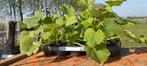 Bol Courgette planten verkoop is verlengd t/m 21 juni, Tuin en Terras, Planten | Tuinplanten, Ophalen, Volle zon, Groenteplanten
