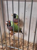 Gould amadines, Dieren en Toebehoren, Vogels | Overige Vogels, Meerdere dieren, Geringd