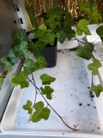 Hedera, Ophalen, Zomer, Overige soorten, Volle zon