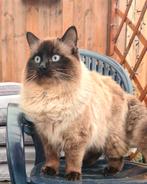 Ragdoll - Dekkater - Seal Point - Langhaar - Getest