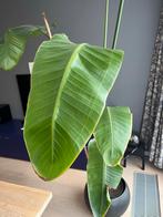 Strelitzia Nicolai - 2,5m hoog, Huis en Inrichting, Kamerplanten, Ophalen, 200 cm of meer, Overige soorten, In pot