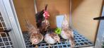 Serama kippen van dit jaar., Dieren en Toebehoren, Pluimvee, Meerdere dieren, Kip