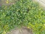 aardbei planten, Tuin en Terras, Planten | Tuinplanten, Overige soorten, Volle zon, Vaste plant, Ophalen of Verzenden