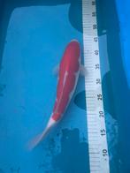 Stevige kohaku 40+ cm, Dieren en Toebehoren, Karper of Koi