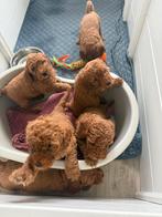 Mini Australian labradoodle (uit getest ouders ), Dieren en Toebehoren, Honden | Niet-rashonden, Rabiës (hondsdolheid), 8 tot 15 weken