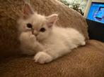Ragdoll poesije, Poes, Ontwormd, 0 tot 2 jaar