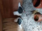 Drie hele mooie koppels oud Duitse meeuwtjes, Dieren en Toebehoren, Meerdere dieren, Overige soorten