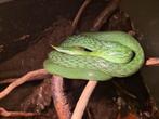 Gonyosoma boulengeri, Dieren en Toebehoren, Reptielen en Amfibieën, Slang, 3 tot 6 jaar
