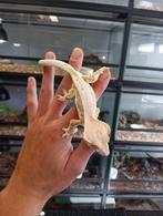 Wimpergekko man uit 2024, Hagedis, Tam, 0 tot 2 jaar