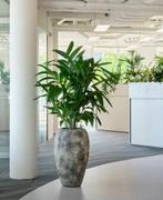 Kantoorplanten van knaap Interieurbeplanting, Huis en Inrichting, Kamerplanten, 100 tot 150 cm, Palm, In pot, Groene kamerplant