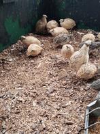 Jonge legkwartels te koop, Dieren en Toebehoren, Pluimvee, Kip