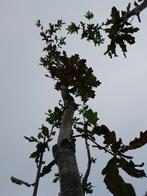 Eikenboom, zomereik, Quercus robur, Tuin en Terras, Planten | Bomen, Overige soorten, 250 tot 400 cm, Zomer, Ophalen