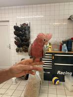kaketoe tam van 2024, Dieren en Toebehoren, Papegaai, Geringd