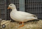Kwaker wit en wildkleur., Dieren en Toebehoren, Meerdere dieren, Eend
