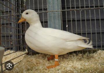 Kwaker wit en wildkleur. beschikbaar voor biedingen