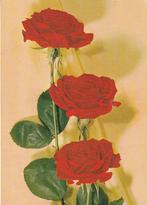Kaart met 3 rode rozen, Verzenden, 1960 tot 1980, Gelopen, Natuur
