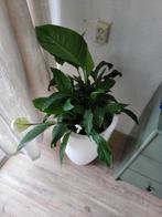 Mooie lepelplant met pot!, Huis en Inrichting, Kamerplanten, Overige soorten, Minder dan 100 cm, Halfschaduw, In pot