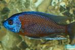 Kedango red fin, Vis