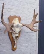 Scandinavisch ELAND GEWEI op licht houten schild (ref. C), Verzamelen, Dierenverzamelingen, Ophalen, Gebruikt, Hert, Gewei of Kop