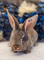 DUITSE REUZEN RAMBO JUNIOR BLOEDLIJN, Meerdere dieren, Groot, 0 tot 2 jaar