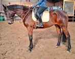 Brave 6 jr allrounder 1,70 mtr(recreatie-manege-sport), Dieren en Toebehoren, Paarden, Ruin, 3 tot 6 jaar, Met stamboom, B