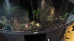 Juwel vision 180, Dieren en Toebehoren, Vissen | Aquaria en Toebehoren, Ophalen, Leeg aquarium