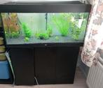 Aquarium compleet incl. onderkast, Ophalen, Zo goed als nieuw, Gevuld zoetwateraquarium