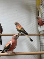 Opaline bourkes parkiet, Dieren en Toebehoren, Vogels | Parkieten en Papegaaien, Geslacht onbekend, Parkiet