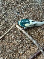 3 mooie kakariki,s, Dieren en Toebehoren, Vogels | Parkieten en Papegaaien, Meerdere dieren, Parkiet, Geringd