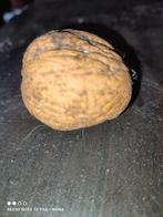 Super grote walnoten voor decoratie, Ophalen of Verzenden, Zo goed als nieuw, Overige materialen, Minder dan 25 cm