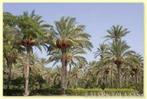 7 x Phoenix Dactylifera palm boom zaden (dadel palm), Tuin en Terras, Bloembollen en Zaden, Gehele jaar, Ophalen, Zaad