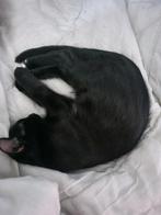 Kitten te koop, Kater, 0 tot 2 jaar