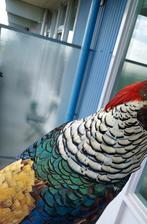 Prachtige opgezette Lady Amherst fazant taxidermie, Ophalen of Verzenden, Gebruikt, Vogel, Opgezet dier