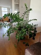 Large ZZ plant, Tuin en Terras, Planten | Tuinplanten, Ophalen, Vaste plant, Overige soorten, Halfschaduw