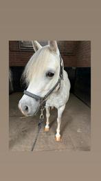 Verzorgpony's/paarden aangeboden, Dieren en Toebehoren, Ophalen, Nieuw, Overige soorten