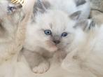Ragdoll- British lang haar kittens, Gechipt, 0 tot 2 jaar, Kater