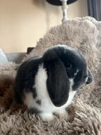 Blauw bonte NHD ram ter dekking, Mannelijk, Dwerg, Hangoor, 0 tot 2 jaar