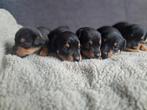Mooi nestje jack russel pups, Jack Russell Terriër, 8 tot 15 weken, Meerdere, Meerdere dieren