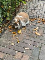Lieve raszuivere nhd voedster, Dieren en Toebehoren, Konijnen, Vrouwelijk, Dwerg, Hangoor, 0 tot 2 jaar