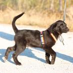 GaGa Animal Care - MANOR (kan eind Okt naar NL komen), Dieren en Toebehoren, Honden | Niet-rashonden, Particulier, Rabiës (hondsdolheid)