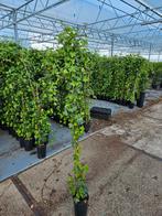 hedera hibernica 180cm, Bloeit niet, Halfschaduw, 100 tot 250 cm, Overige soorten