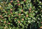 Ilex meserveae Heckenstar. Hulst, haagplant P9 planten, Tuin en Terras, Planten | Tuinplanten, Overige soorten, Vaste plant, Ophalen of Verzenden