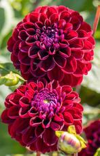 dahlia knollen rood, Tuin en Terras, Ophalen, Voorjaar, Volle zon, Knol