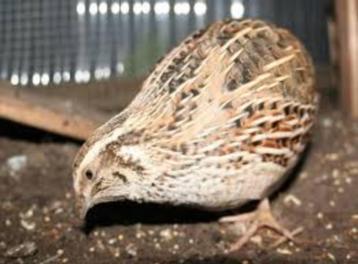 Voor onder bij de Parkieten. beschikbaar voor biedingen